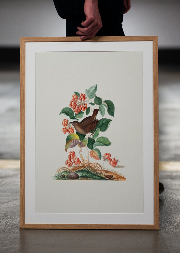 Eurasischer Zaunkönig	