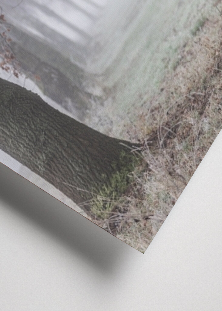 Foggy Winter Morning 3