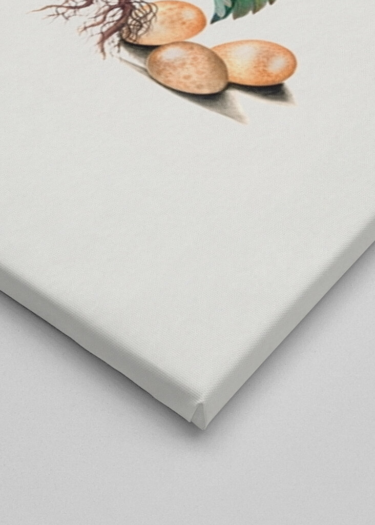 Petirrojo europeo y paja salvaje