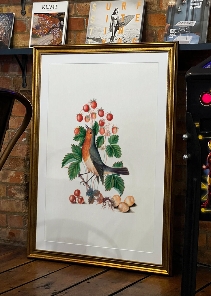 Petirrojo europeo y paja salvaje