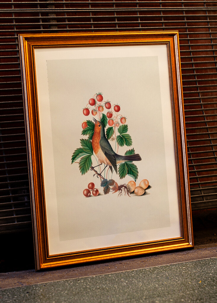 Petirrojo europeo y paja salvaje