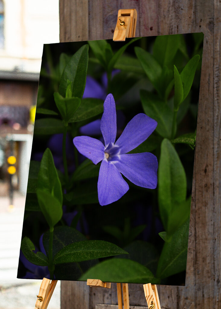 Tender hues of the Periwinkle