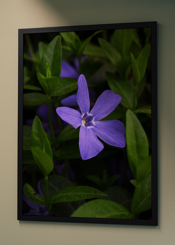 Tender hues of the Periwinkle