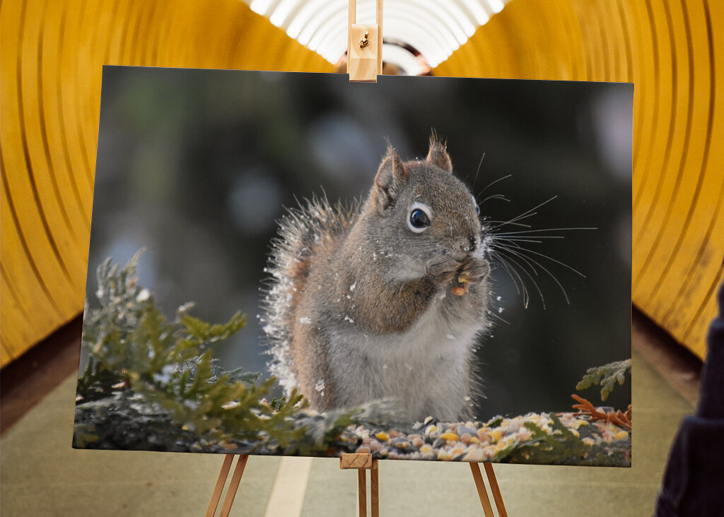Et rødt egern til havemad