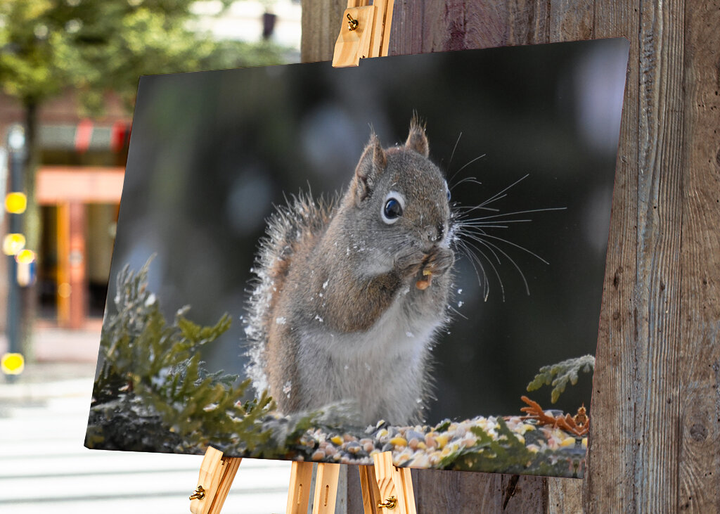 Et rødt egern til havemad