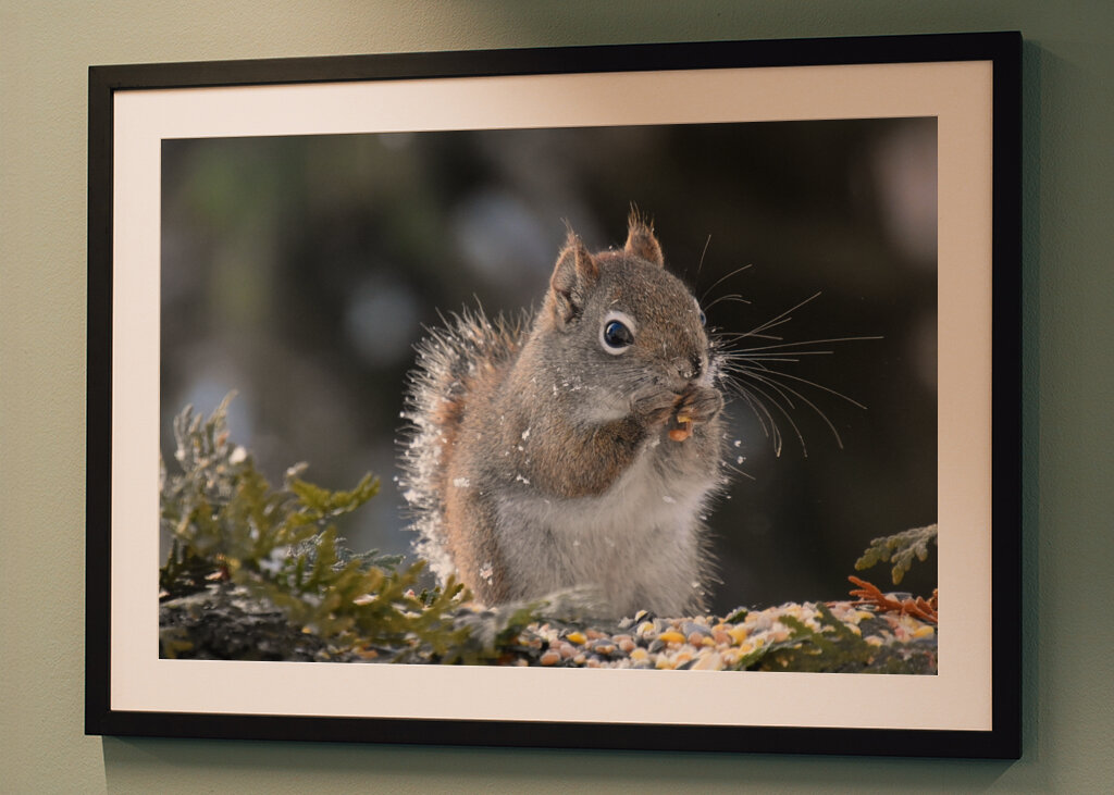 Et rødt egern til havemad