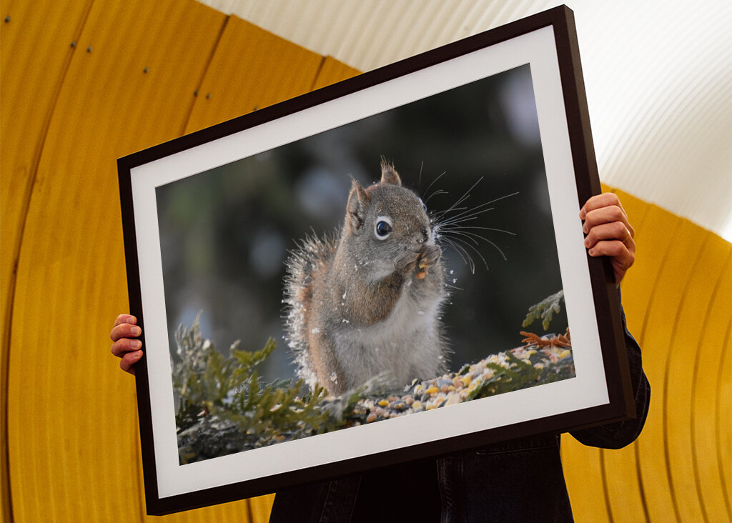 Et rødt egern til havemad