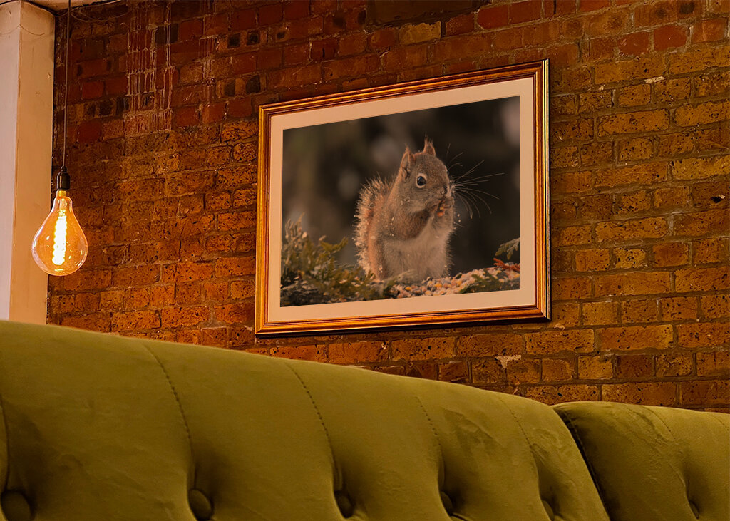 Et rødt egern til havemad