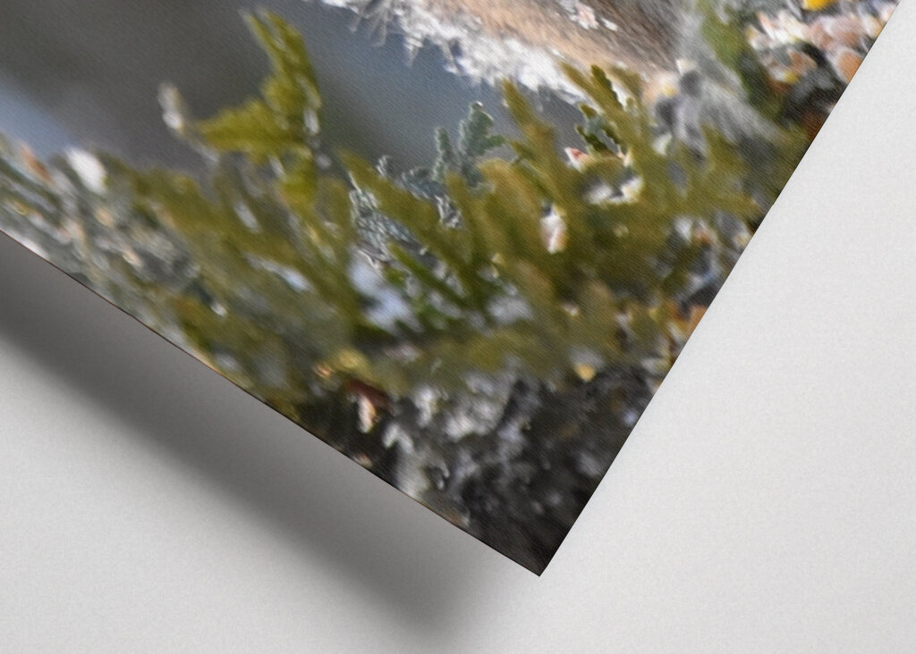 Et rødt egern til havemad