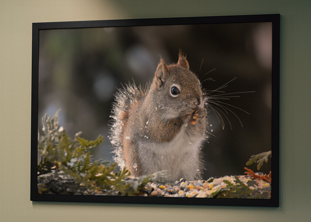 Et rødt egern til havemad