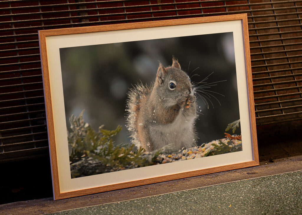 Et rødt egern til havemad