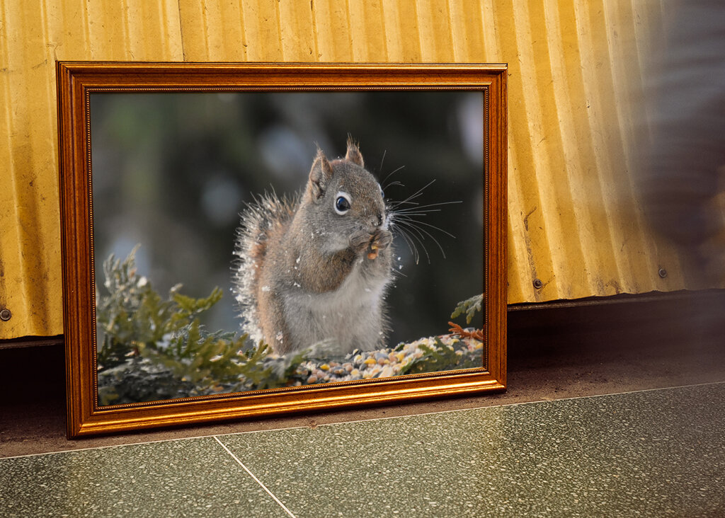 Et rødt egern til havemad