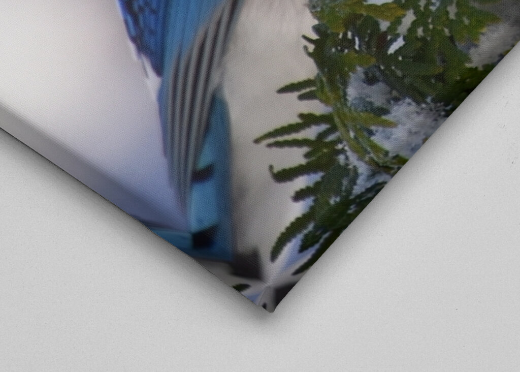 A blue jay at the garden 