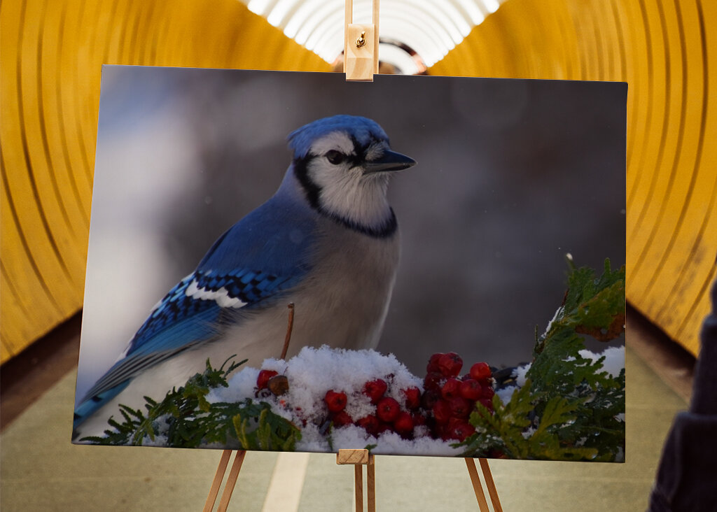 A blue jay at the garden 