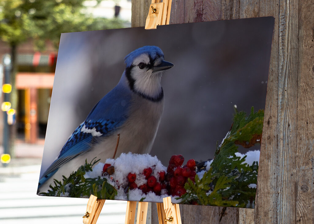 A blue jay at the garden 