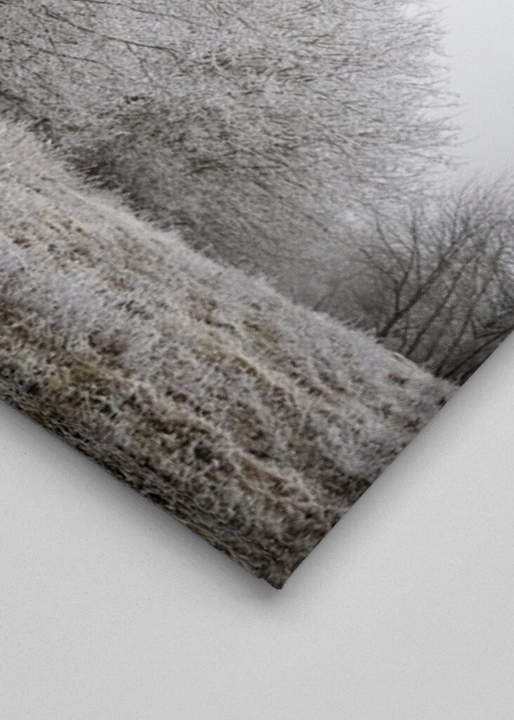 Tree at the edge of the forest