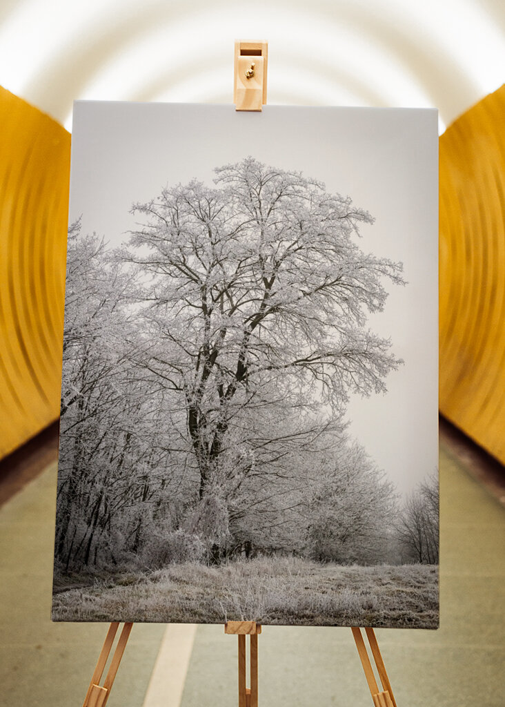 Tree at the edge of the forest