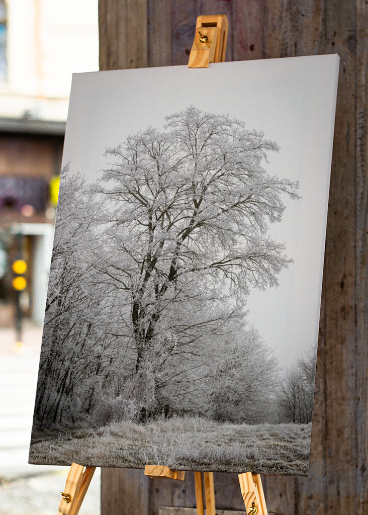 Tree at the edge of the forest