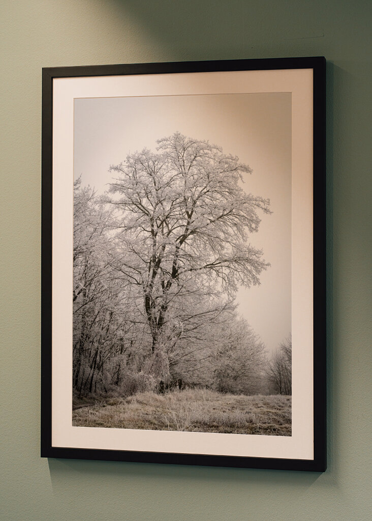 Tree at the edge of the forest