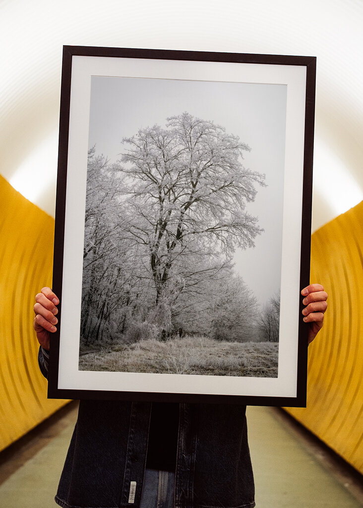 Tree at the edge of the forest