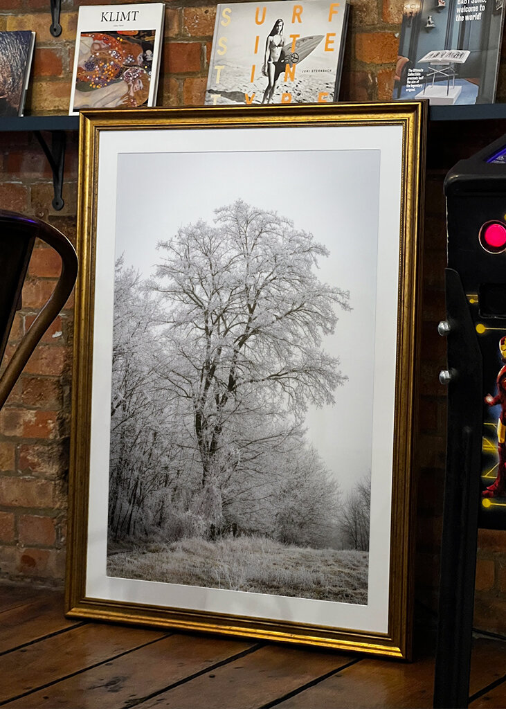 Tree at the edge of the forest