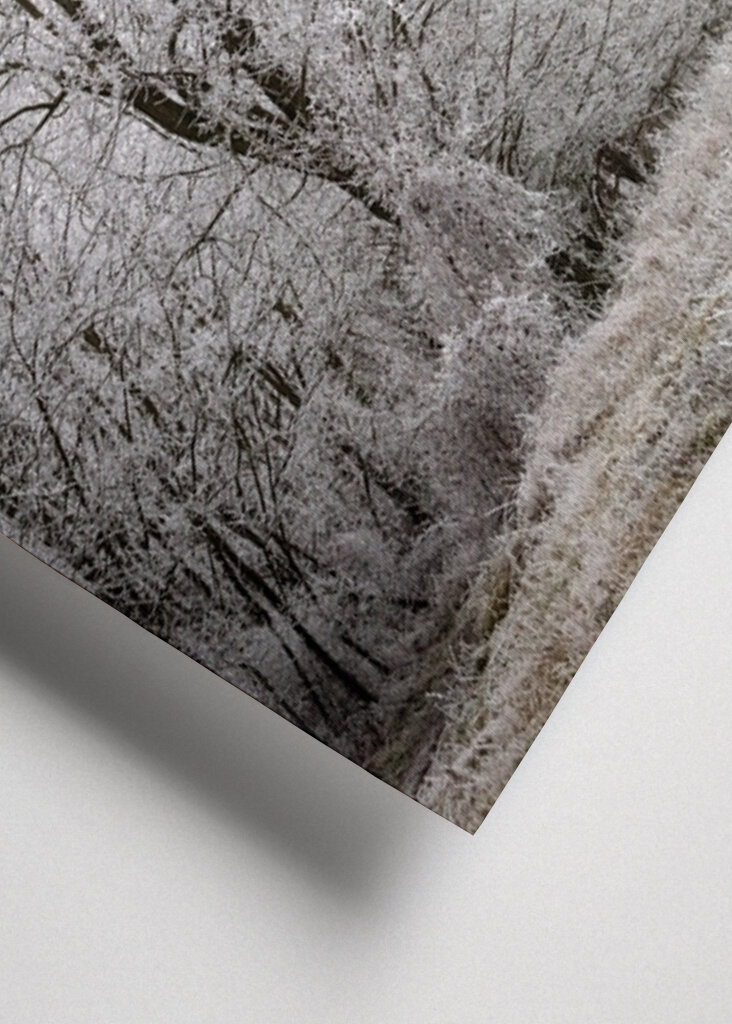 Tree at the edge of the forest