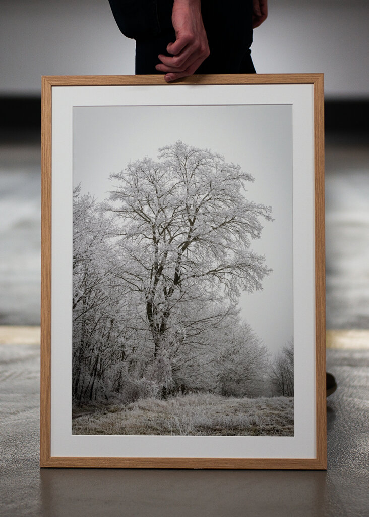 Tree at the edge of the forest