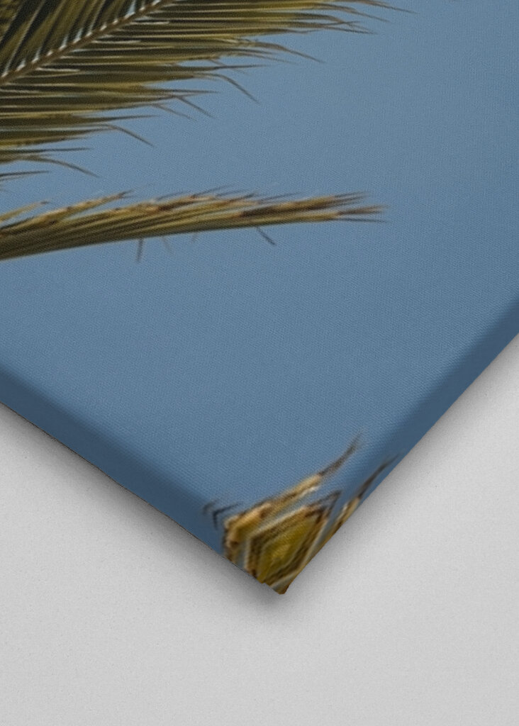 Palm tree and blue sky