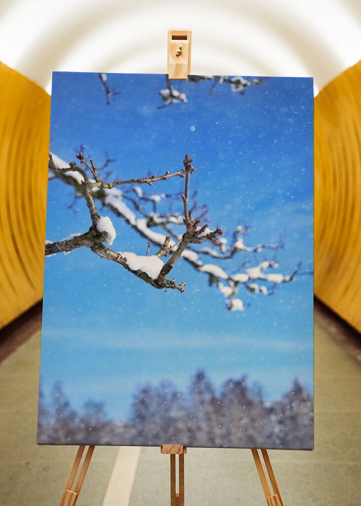 The beautiful winter picture