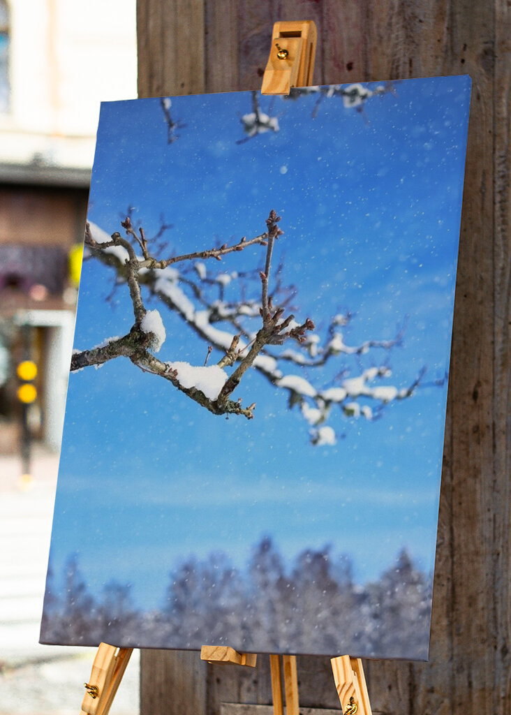 The beautiful winter picture