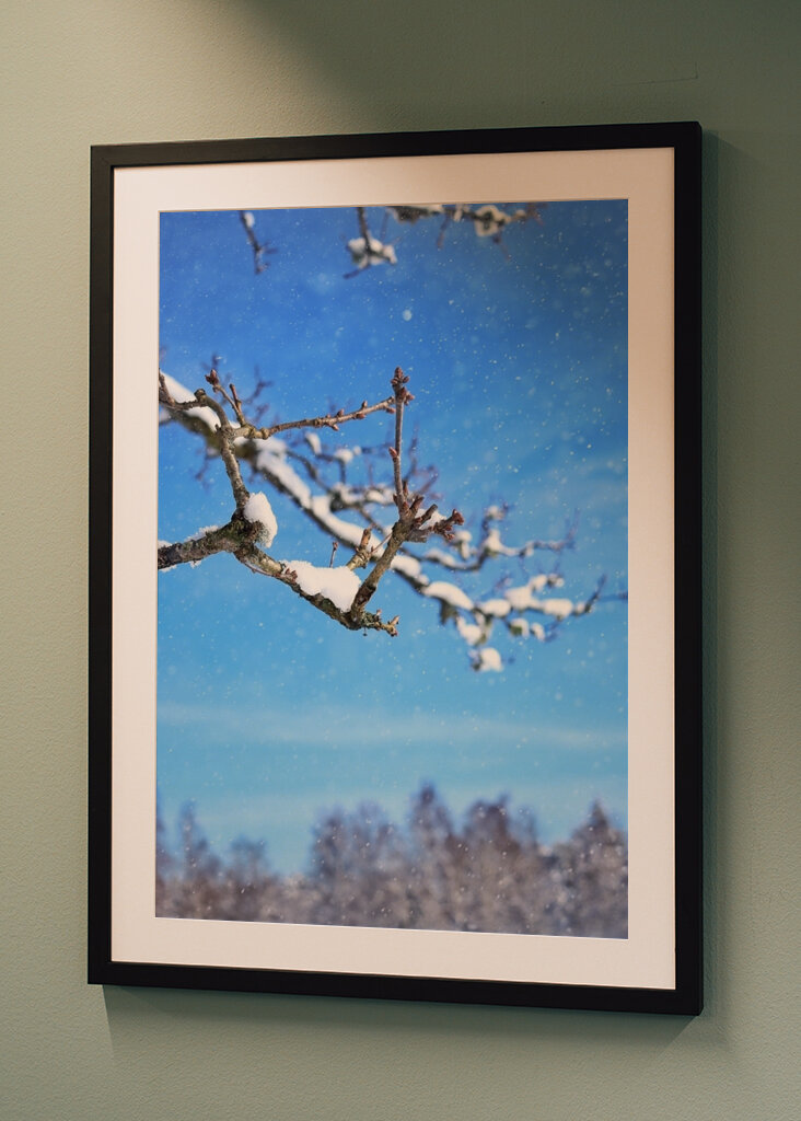 The beautiful winter picture