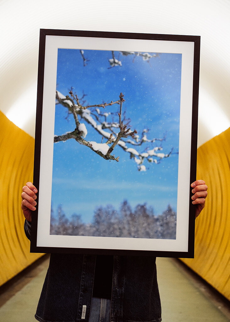 The beautiful winter picture