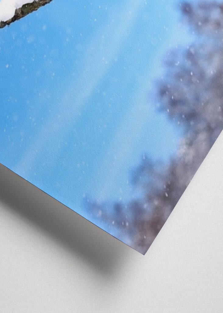 The beautiful winter picture