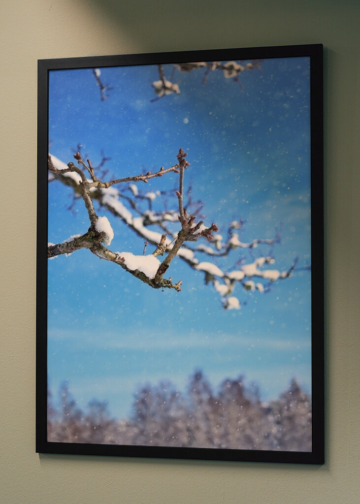 The beautiful winter picture