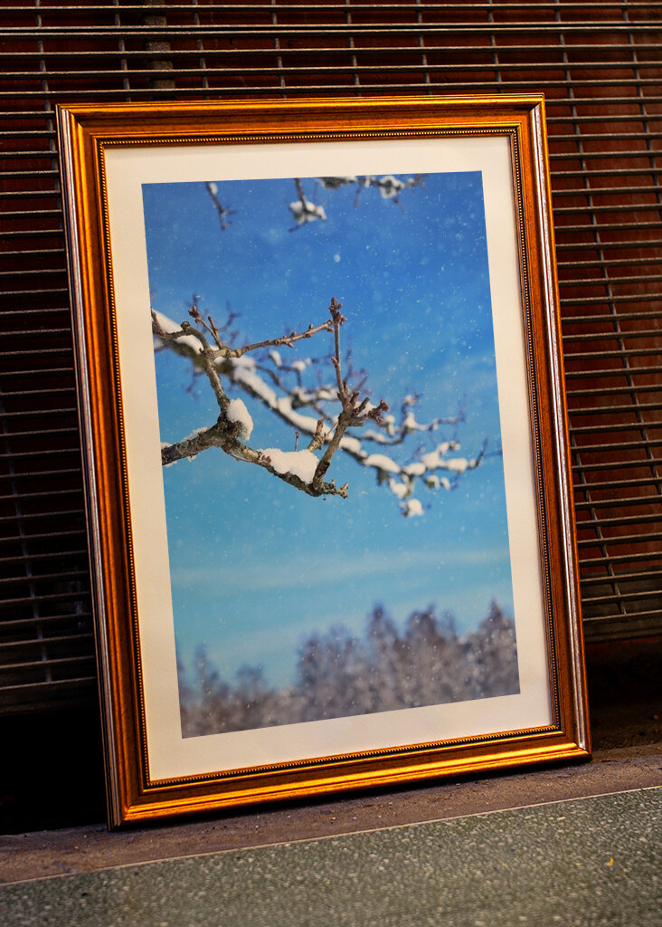 The beautiful winter picture