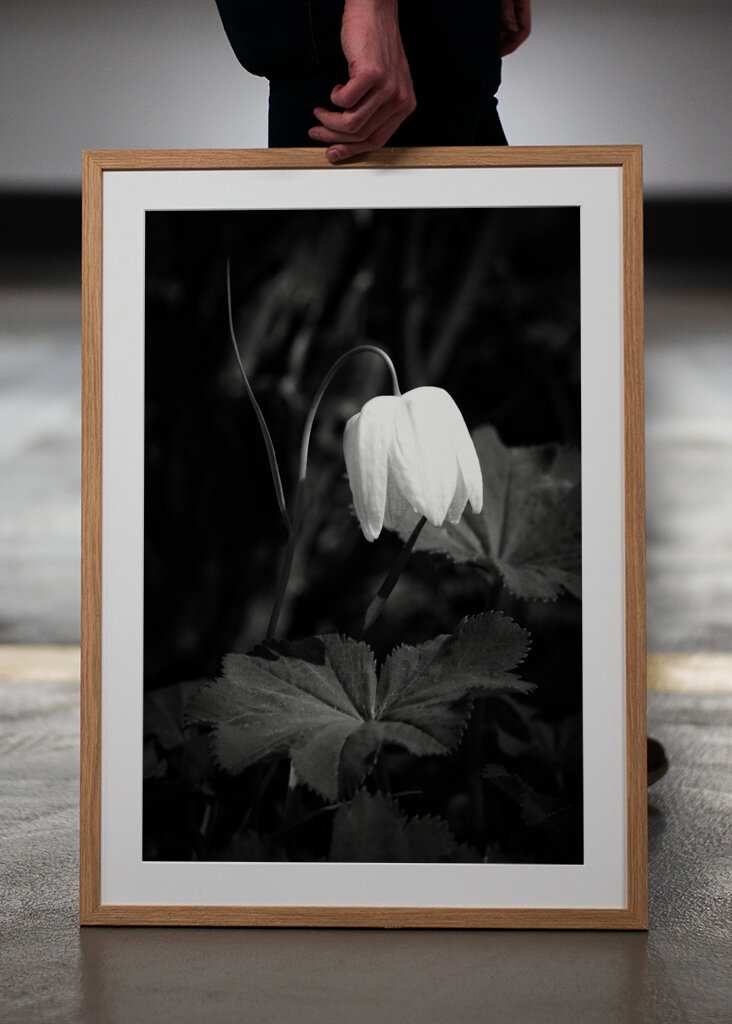 Kungsängslilja (Svart og hvitt)