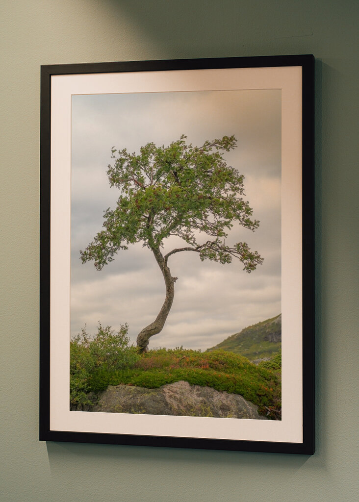 Tree on rocks before clouds