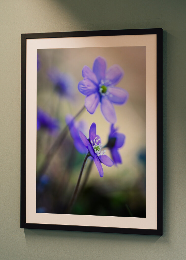 Modrá sasanka proti světlu