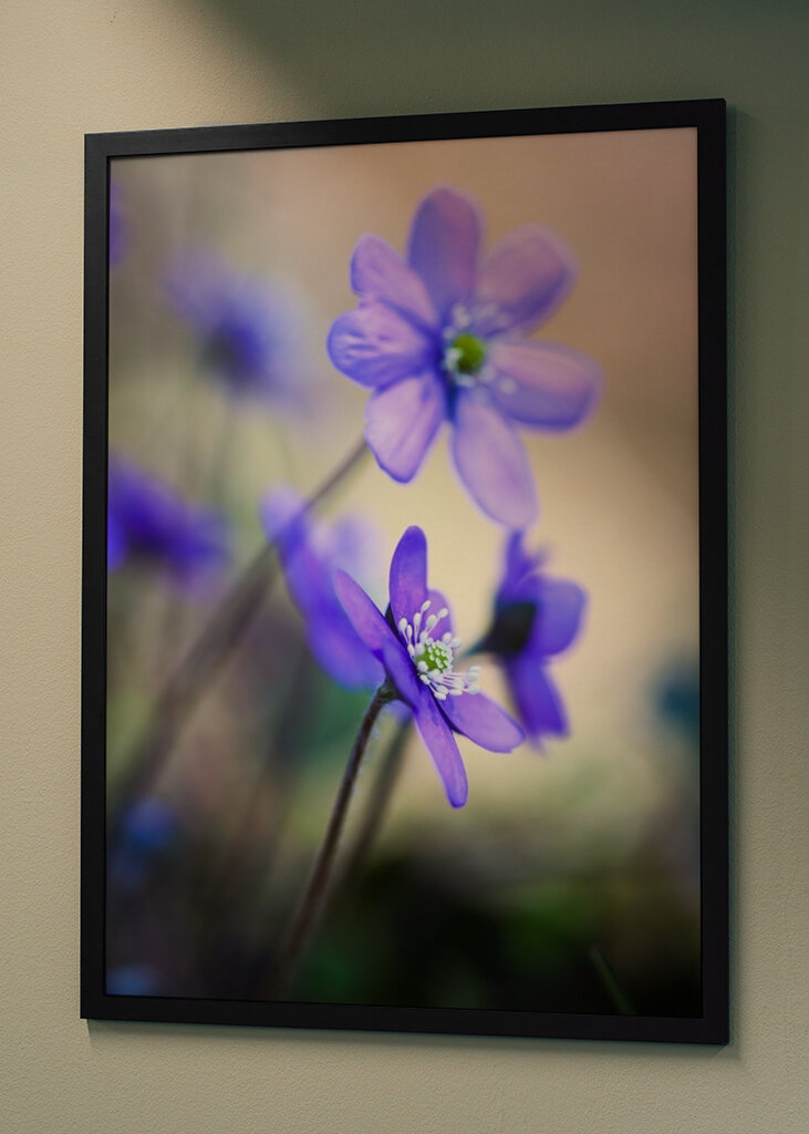 Modrá sasanka proti světlu