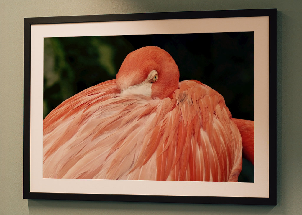 Flamant rose en colère