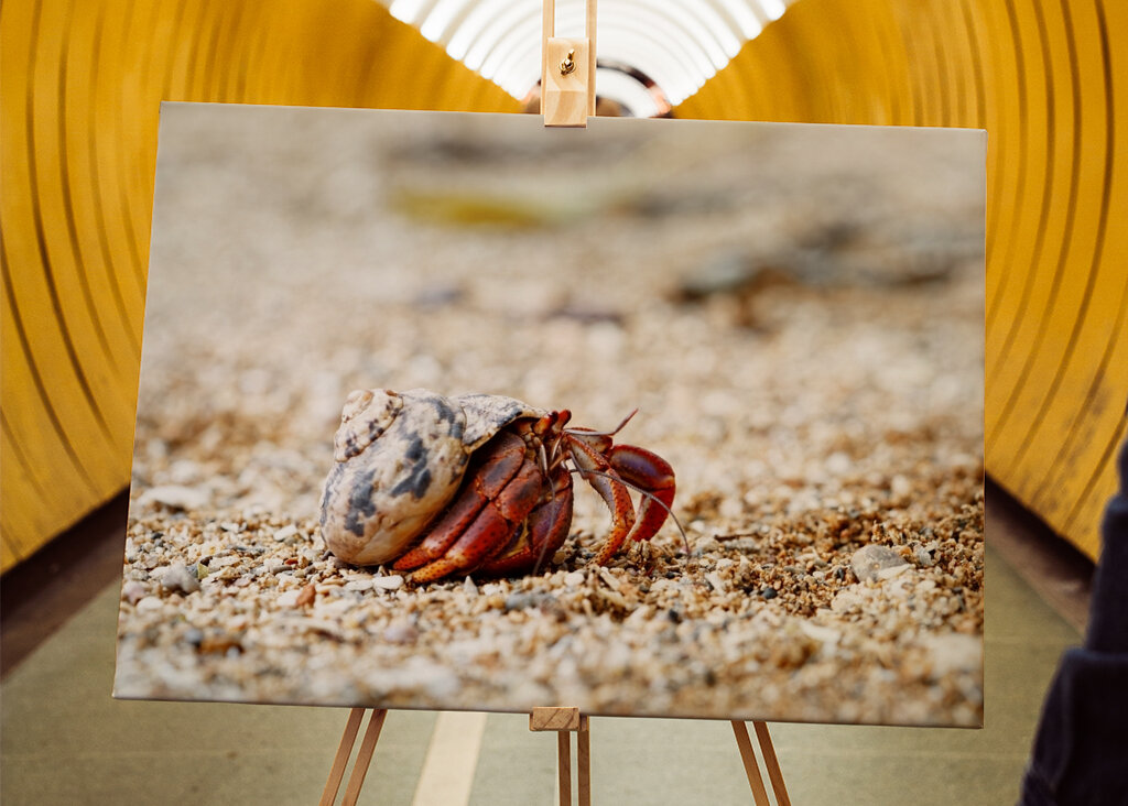 Hermit crab