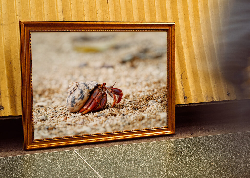 Hermit crab