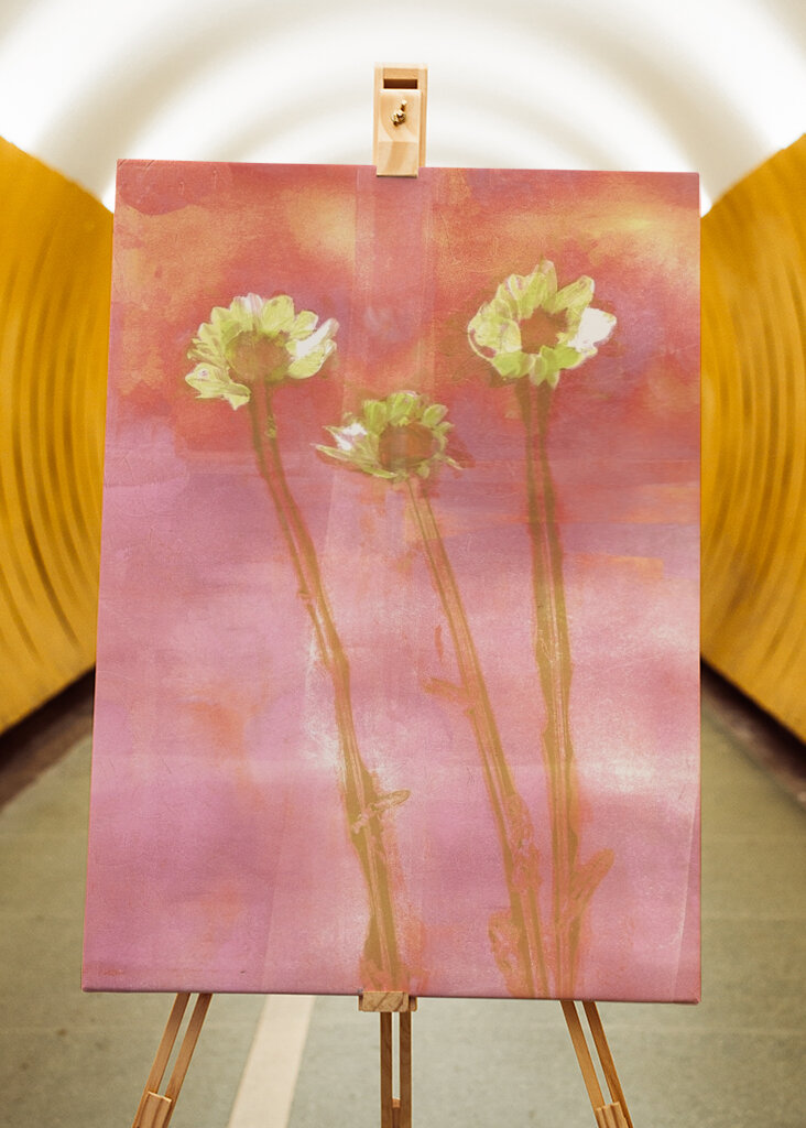 three flowers at sunset