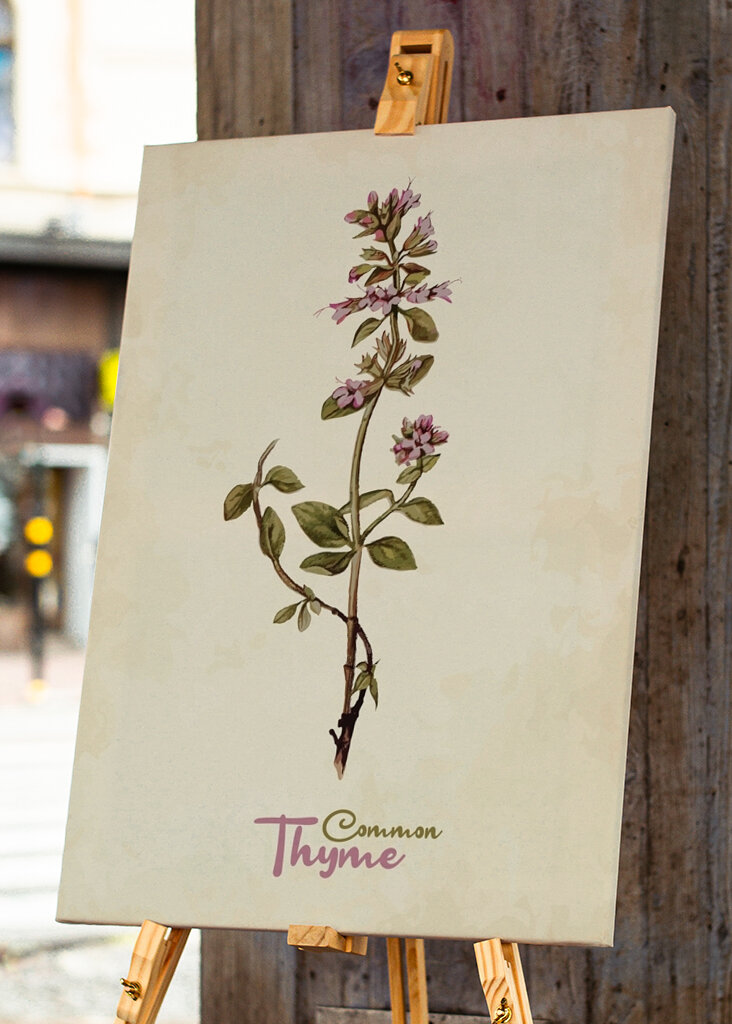 Timian Vintage Botanik