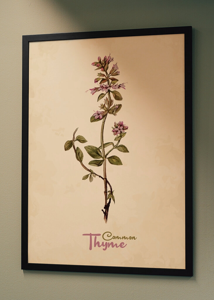 Timian Vintage Botanik