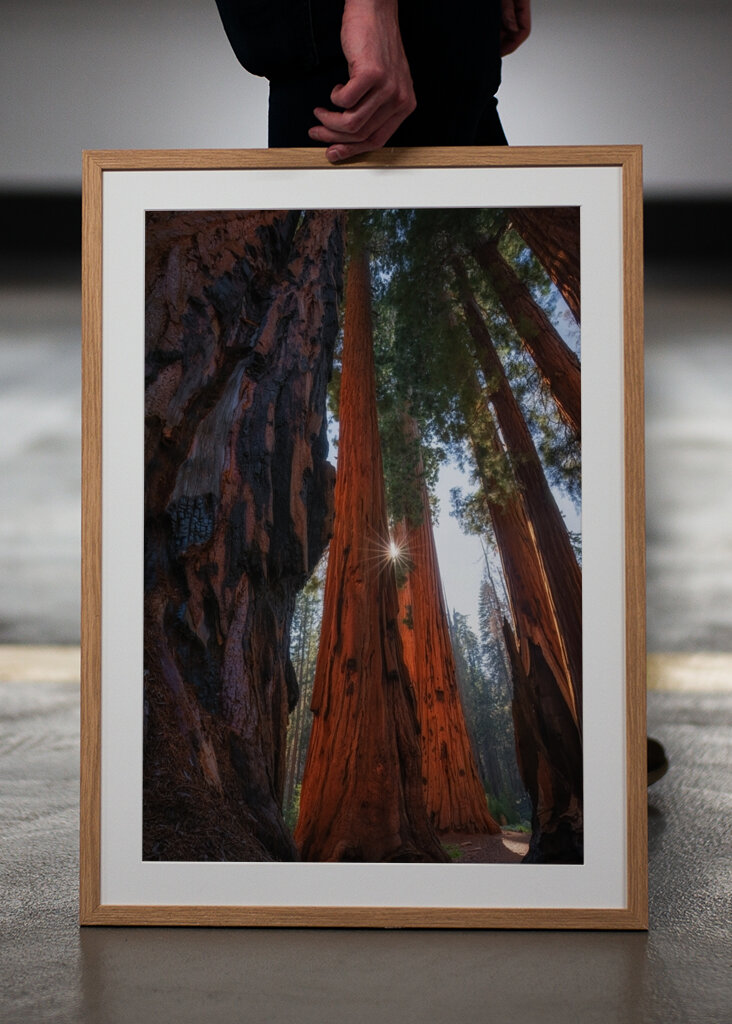 Sequoia - USA