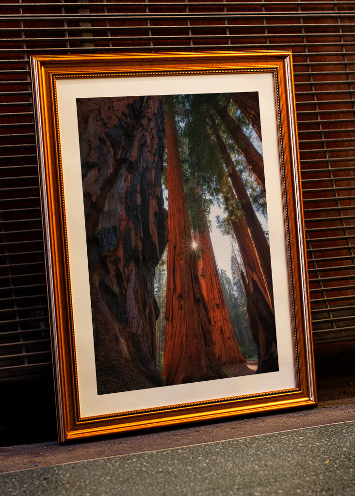 Sequoia - USA