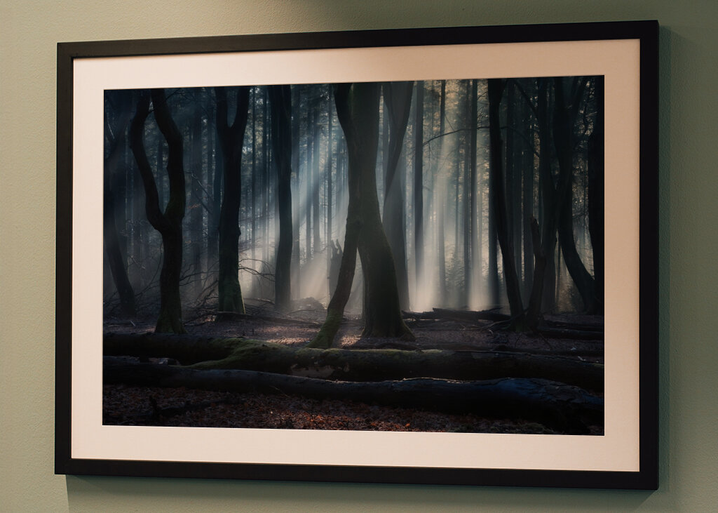 Magical winter forest