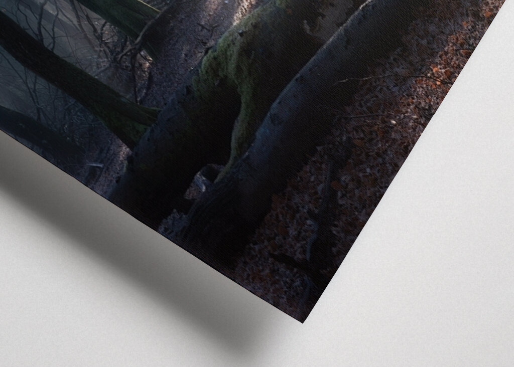 Magical winter forest