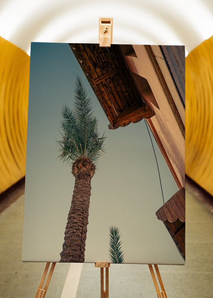 Palm tree in Morocco